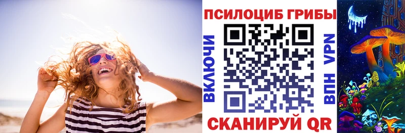 закладка  Фролово  Псилоцибиновые грибы Psilocybe 
